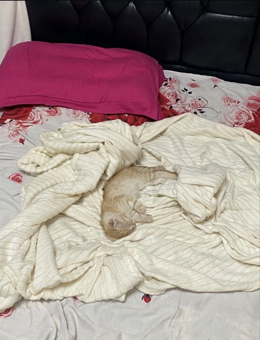 Шотладский вислоухий котенек симба