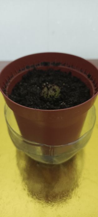 Продажа кактусов.