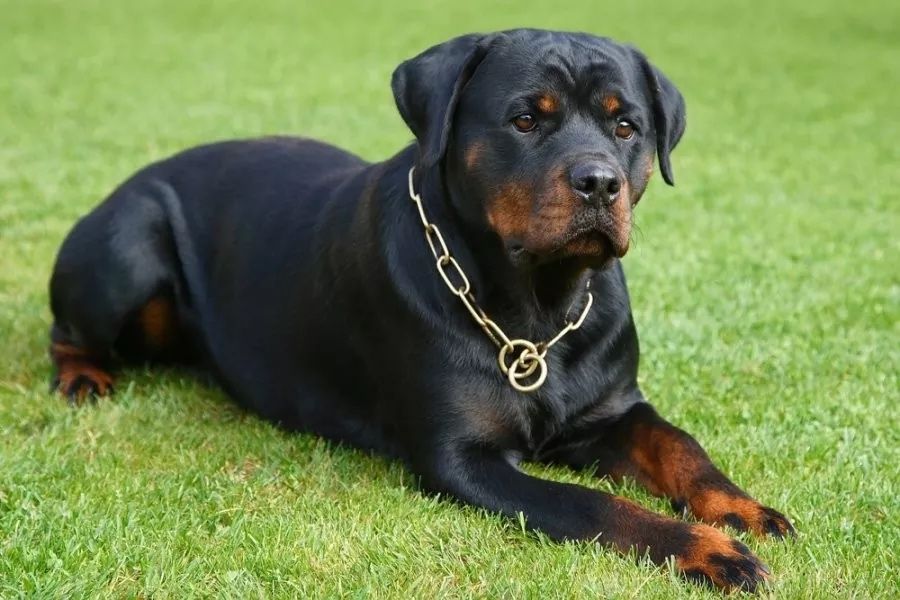 Ротвейлер/щеночка