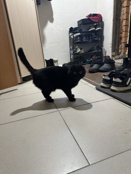 Отдам кота в хорошие руки