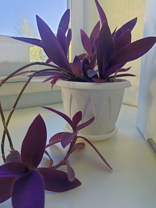 Традесканция Паллида (Tradescantia Pallida)