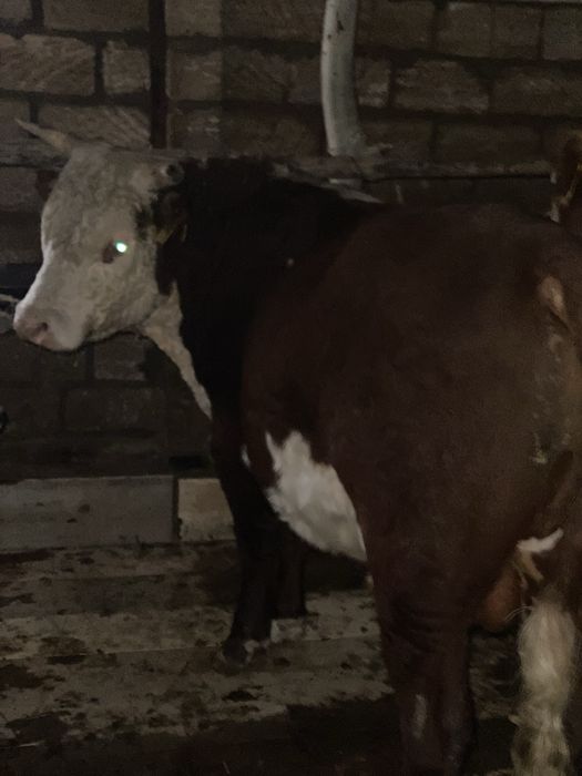 8 бас бука бар 1,5 жасар 6 бас подсос 2 бас