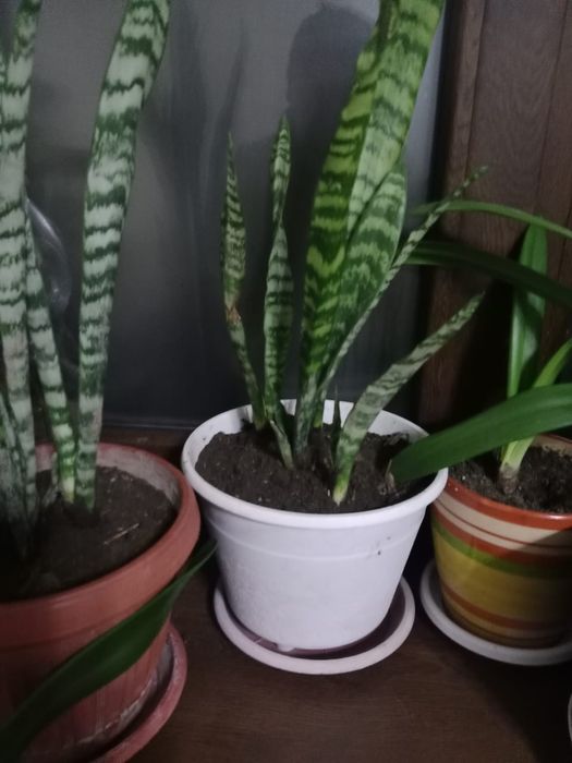 Продам домашние цветы