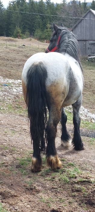 Vând manza de 3 ani