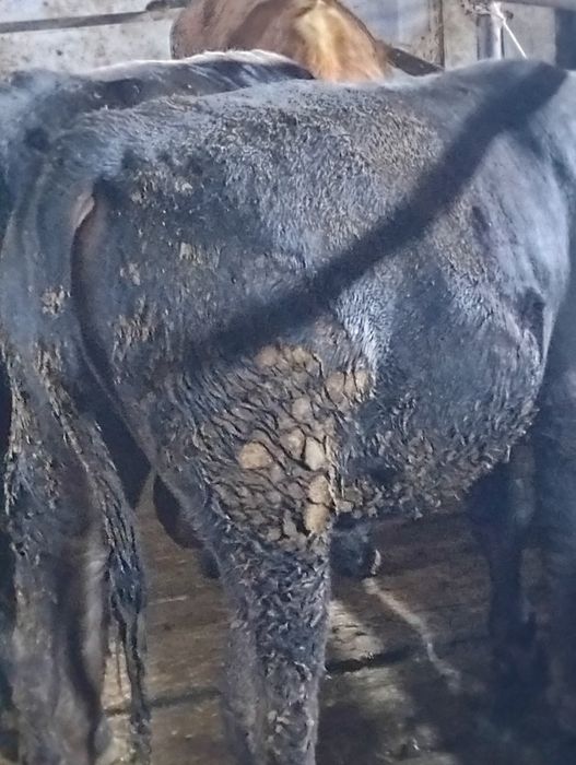 Сельхозживотное быки