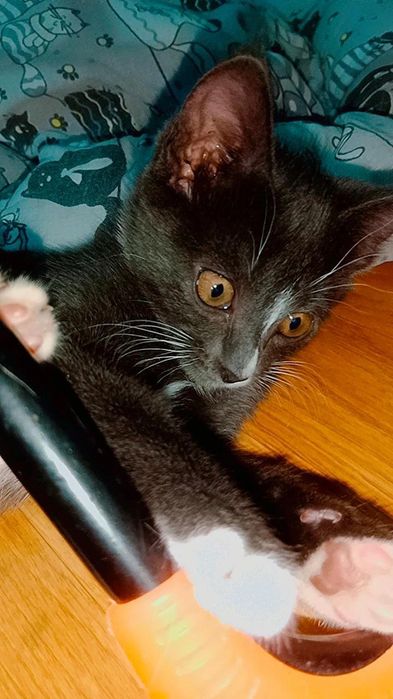 Шикарный котёнок