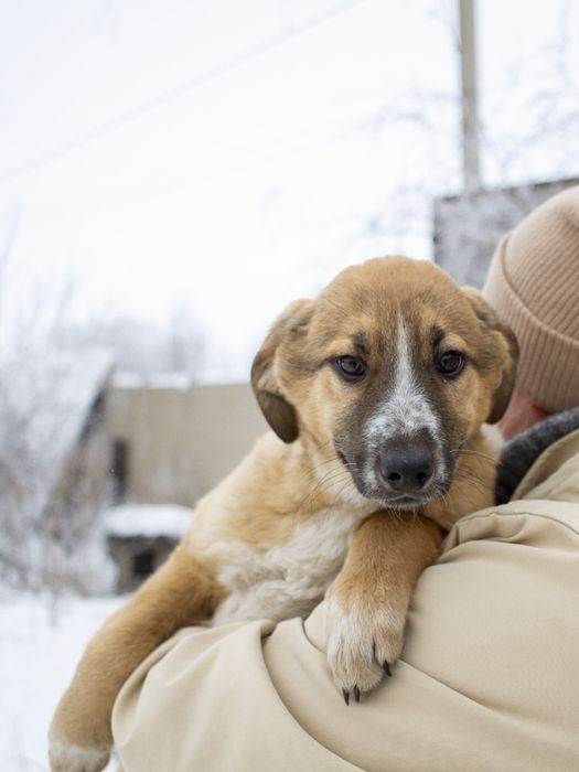 Щенки  ждут добрые руки
