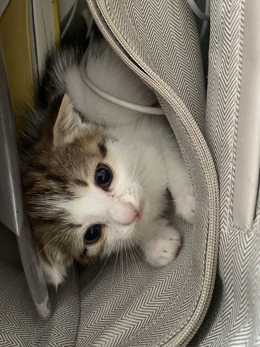 Отдам котят в добрые руки