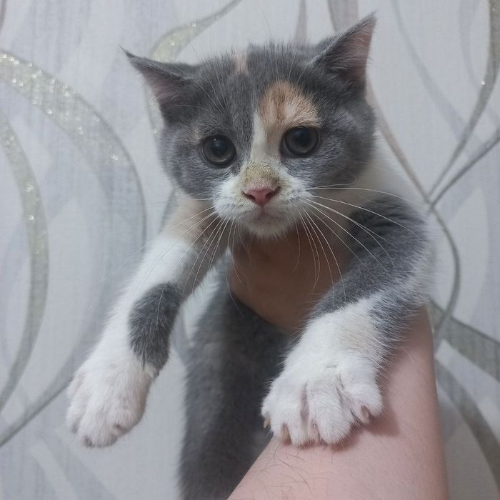 Котёнок пароды Скотиш страйт девочка