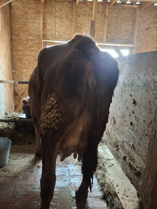 Сиыр сатылады Алатау сутти