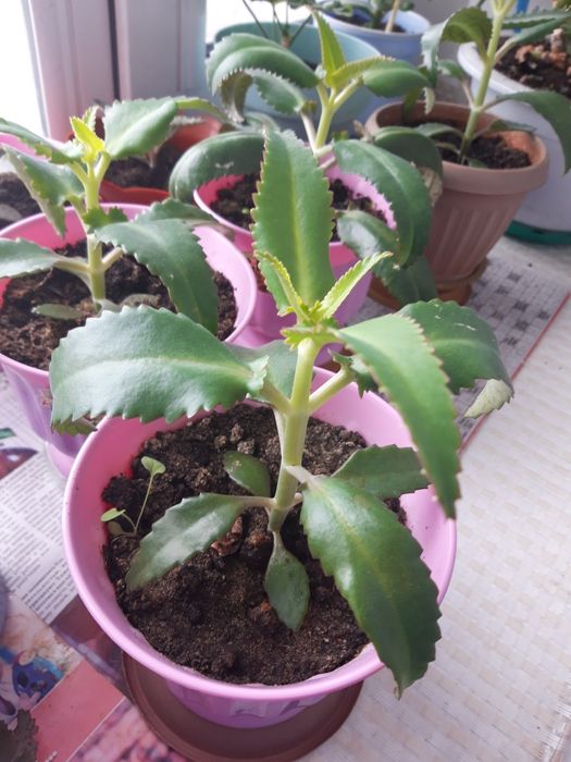 Каланхоэ лечебный