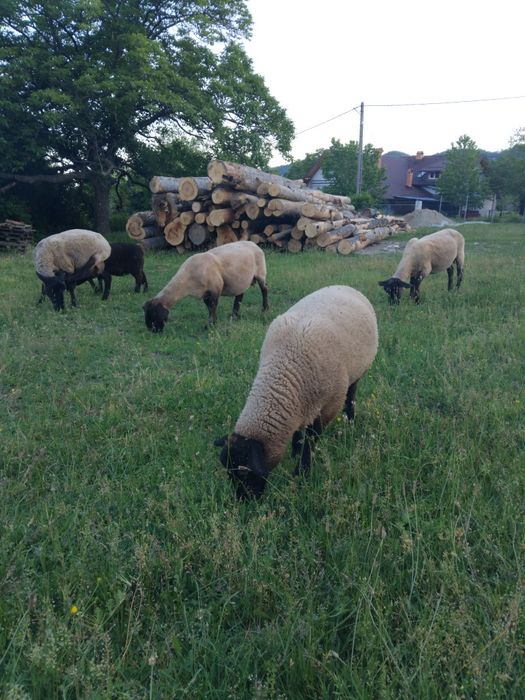 Mielute suffolk de vanzare