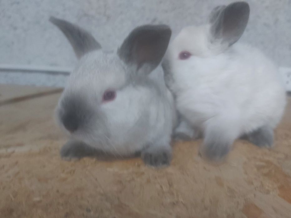 Продаются кролики крольчата куен болалари.  Калифорния