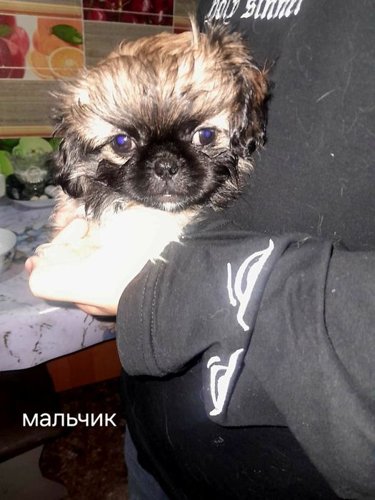 Продаются щенки породы Пикенес