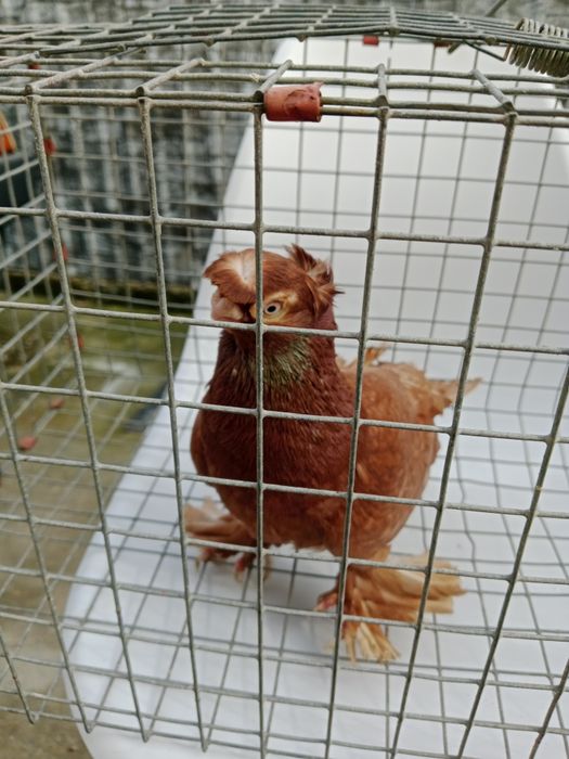 Продам малоносых голубей