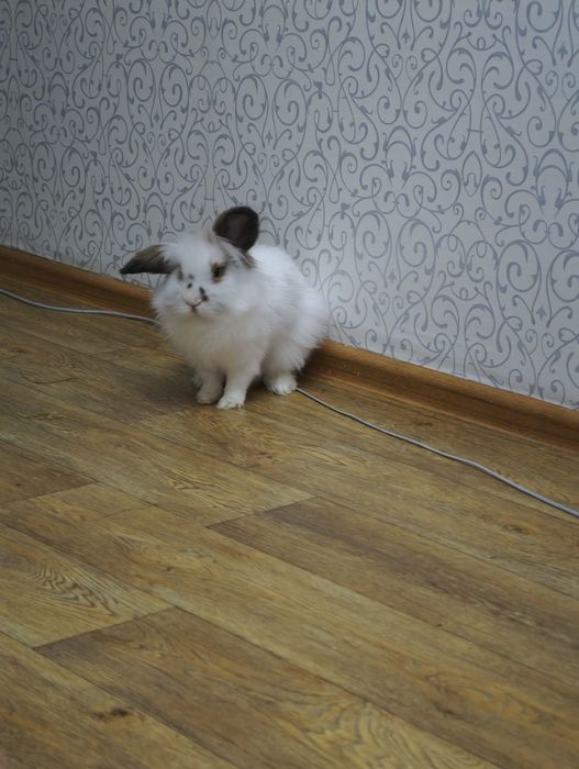 Продам кролика с клеткой
