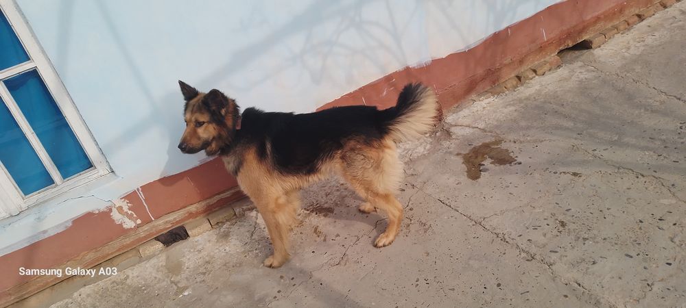 nimetskiy afcharka sholkviy sotuvda