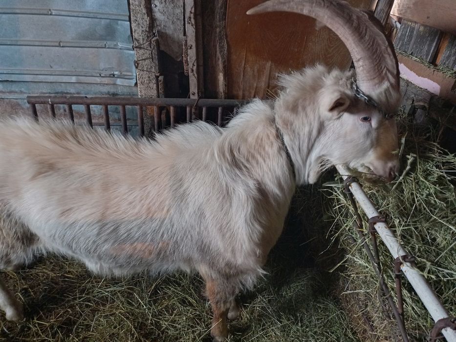 Țap Saanen tânăr de vânzare, exemplar deosebit