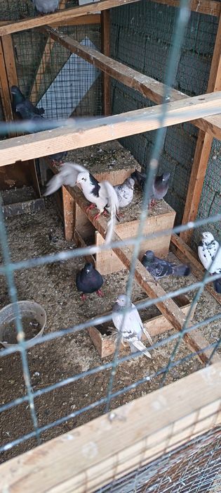 Kabutar opwi 500min 10 dona