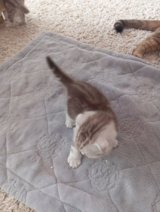 Котята Шотландский Вислоух