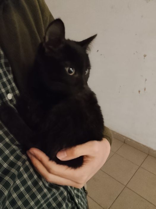 Бесплатно отдадим котёнка