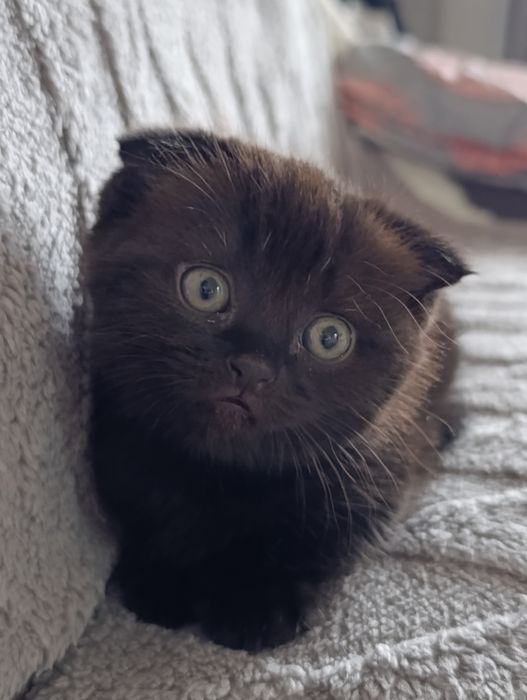 Продам котят веслоухих,две девочки