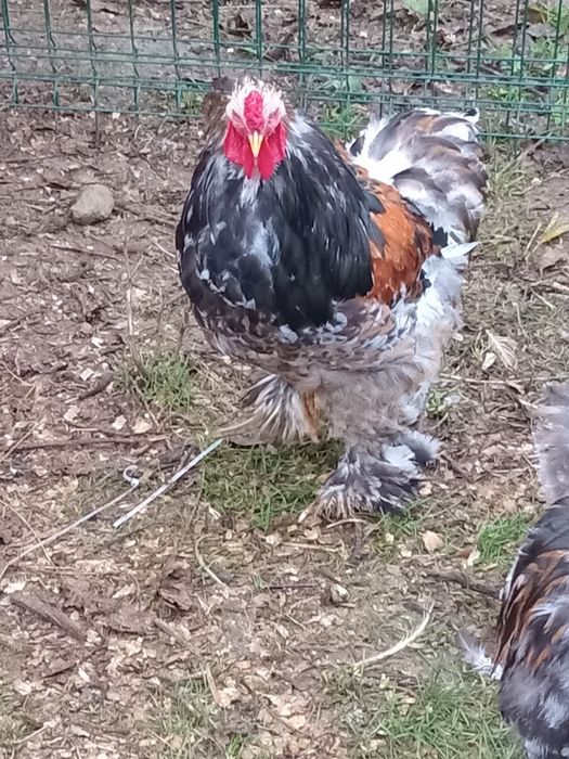 Oua Brahma porțelan