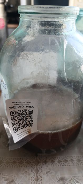 Чайный гриб.продам.