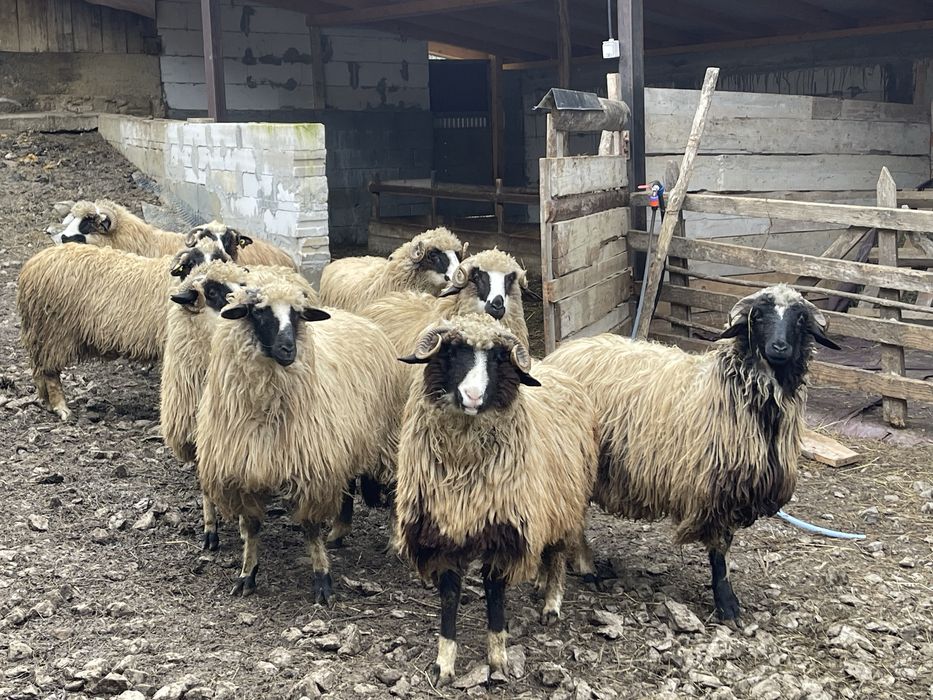 Oi de vanzare(noateni)