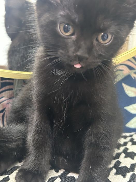 Отдам в добрые руки котенка