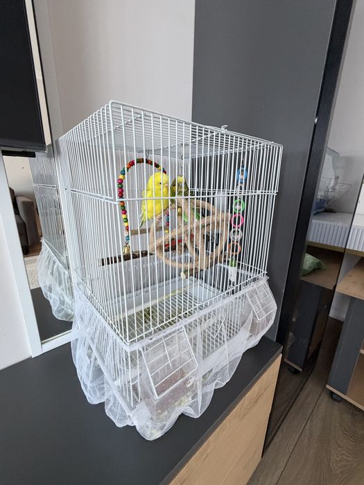 Продам попугаев с клеткой