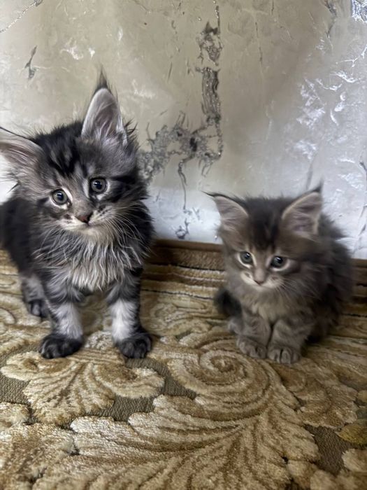 Элитные котята Maine Coon от чистокровных родителей