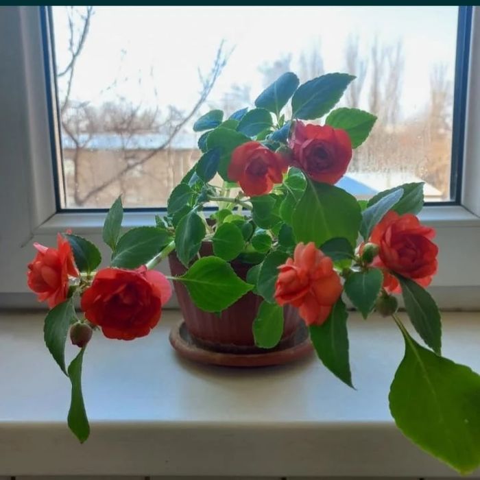 Продам комнатные цветы