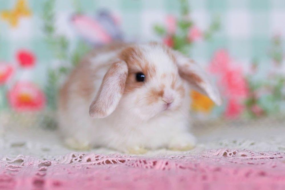 Декоративный кролик