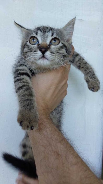 Котёнок девочка 2,5 месяца