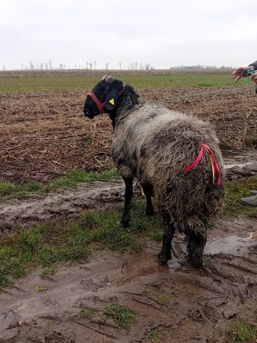Spre vânzare berbec al-6 -miel,marleste la  mâna  cât si in cârd!