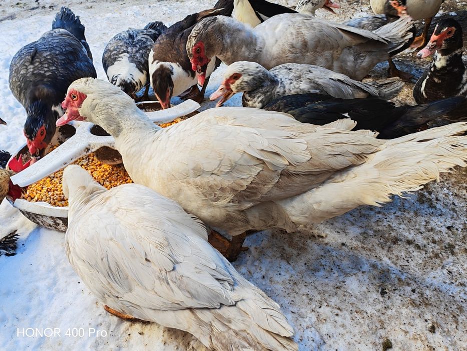 Disponibile oua de rata muta