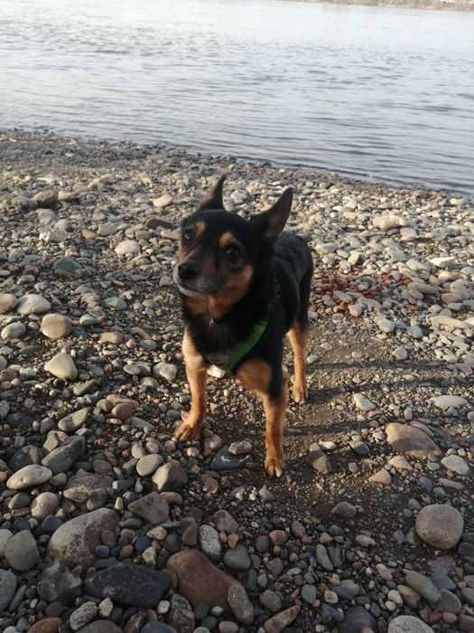 Мальчик той-терьер для вязки