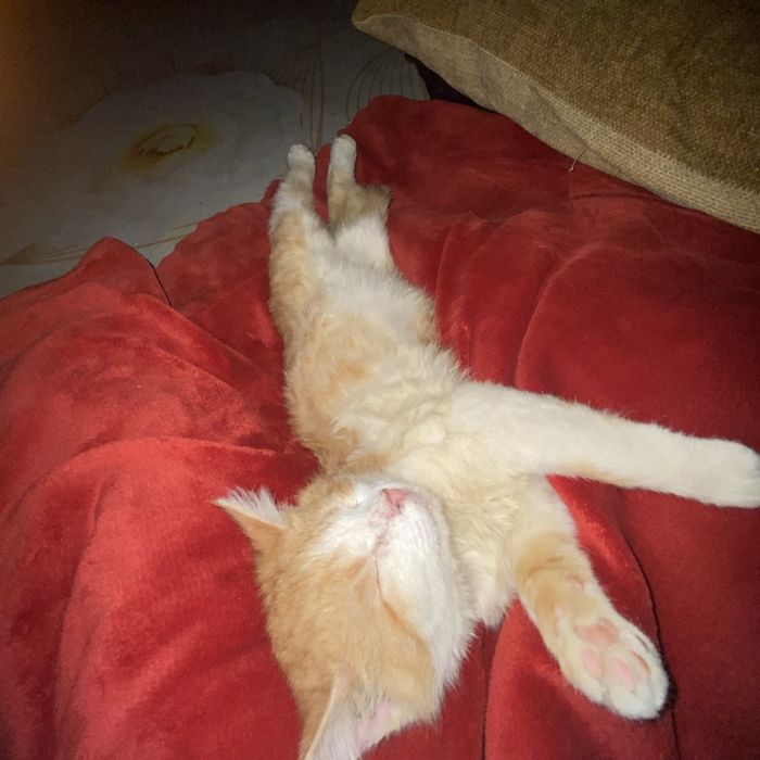 Отдам кошку в хорошый руки