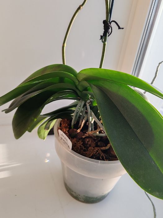 Орхидея фаленопсис