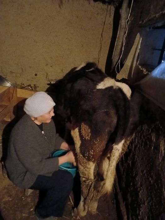 Сиыр сатылады тез арада