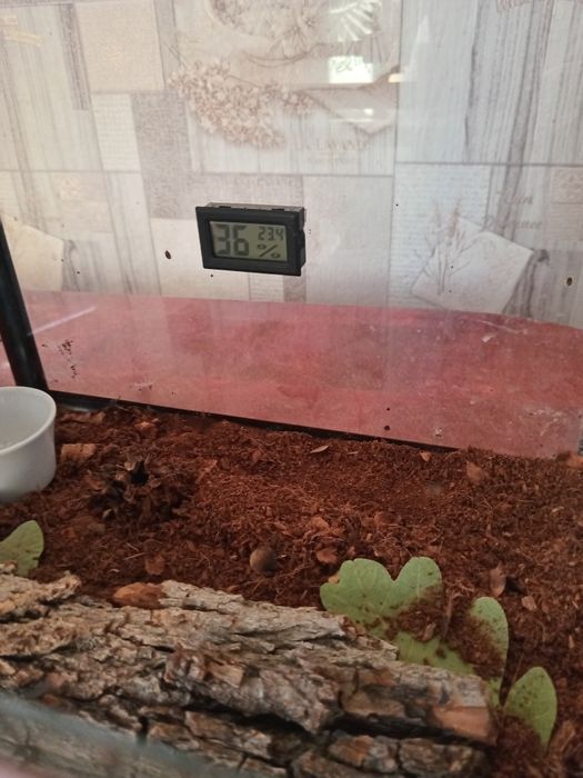 Террариум стеклянный.