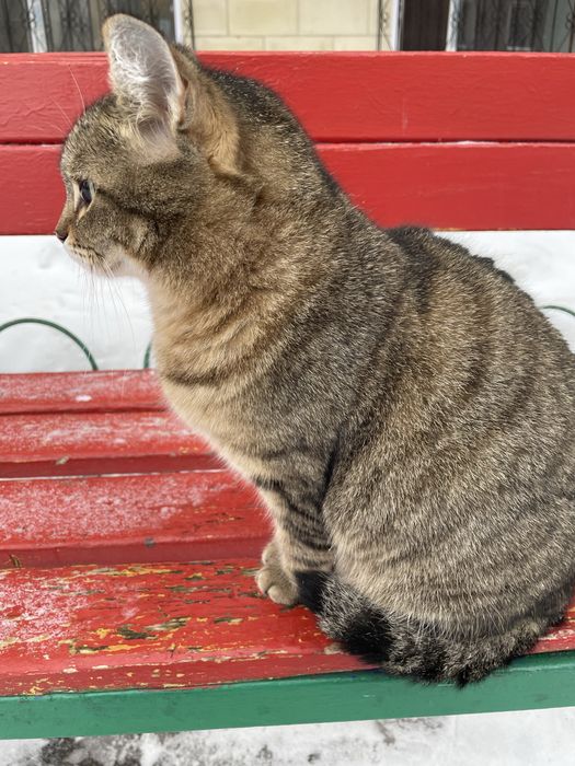 Астана! Ищет дом кошечка Серая