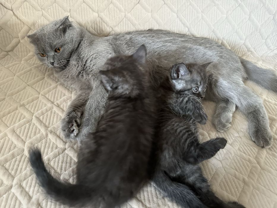 Два мальчика дымчатые