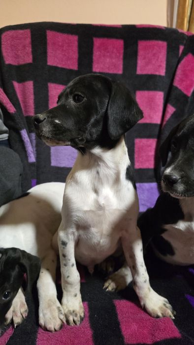 Căței Pointer englez