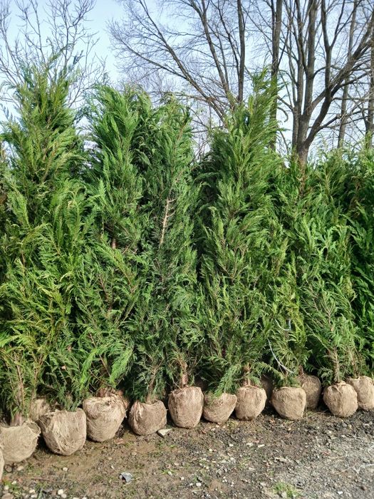 Leylandii 3m 150 ron livrare gratuita