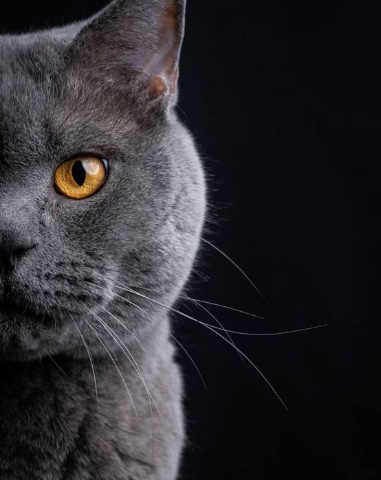 Вязка кота британской породы!