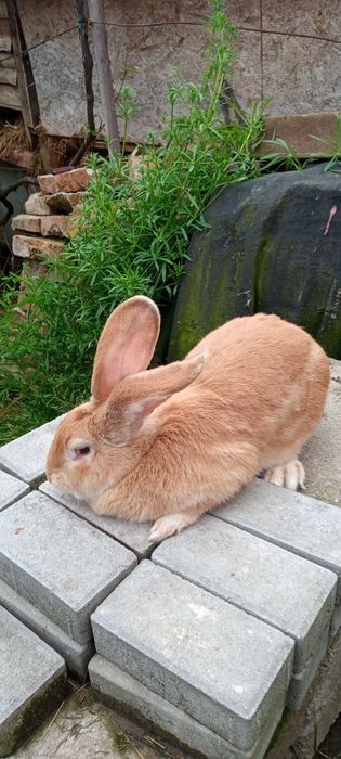 Uriaș german galben de vânzare