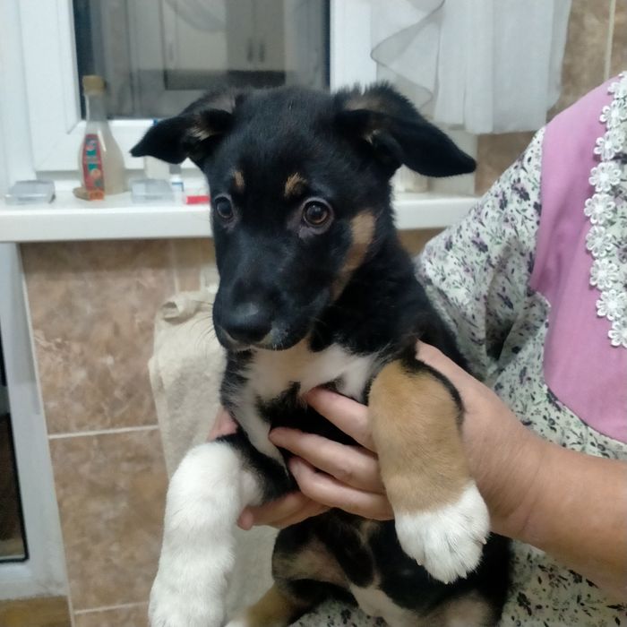 Отдам щенка девочка