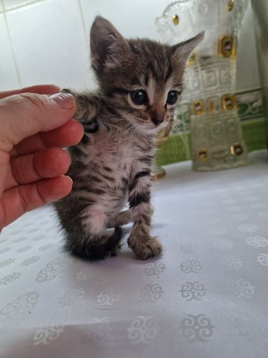 Котёнок  красивенький